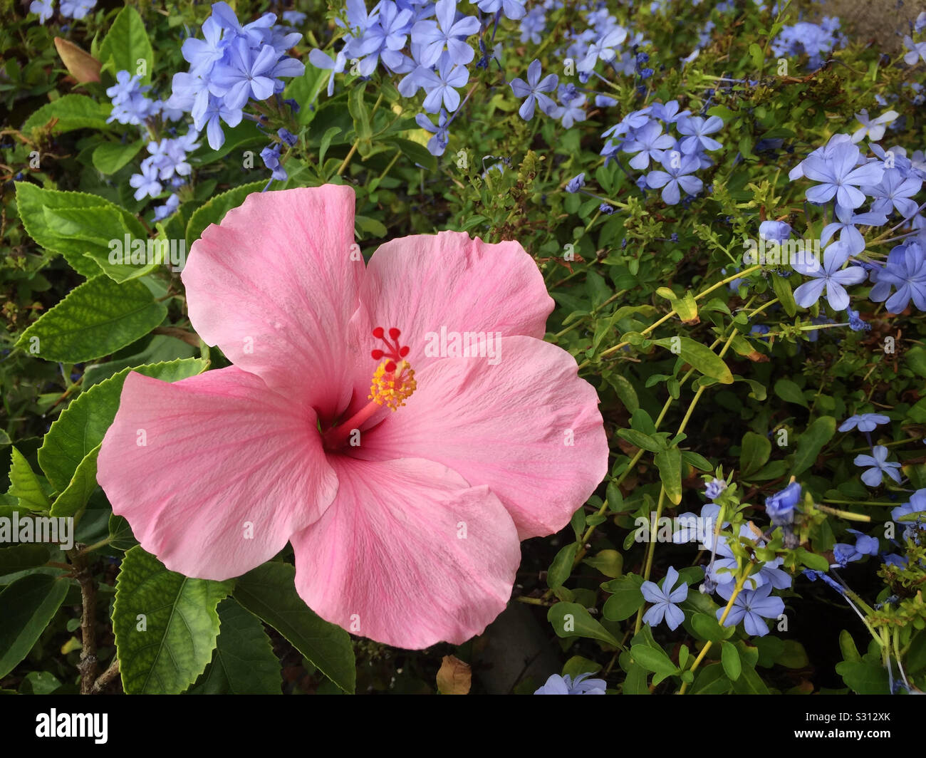 Rosa Hibiskus umgeben von kleinen blauen Vergißmeinnicht Blumen Stockfoto