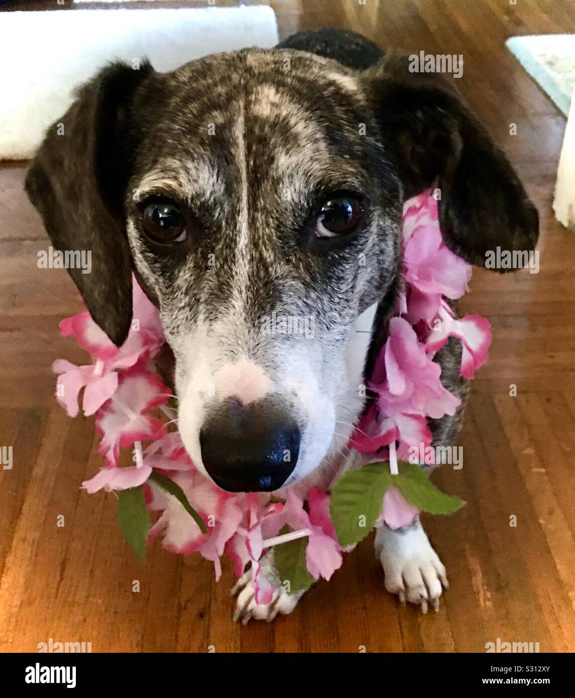 Wiener Hund mit Blume lei Stockfoto