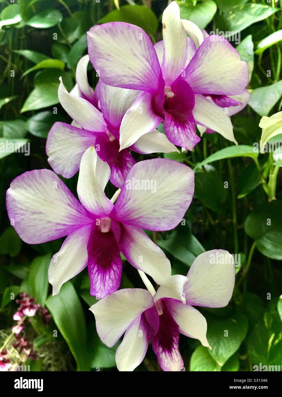 Lila zwei ton Orchidee Blumen zart blühenden. Stockfoto