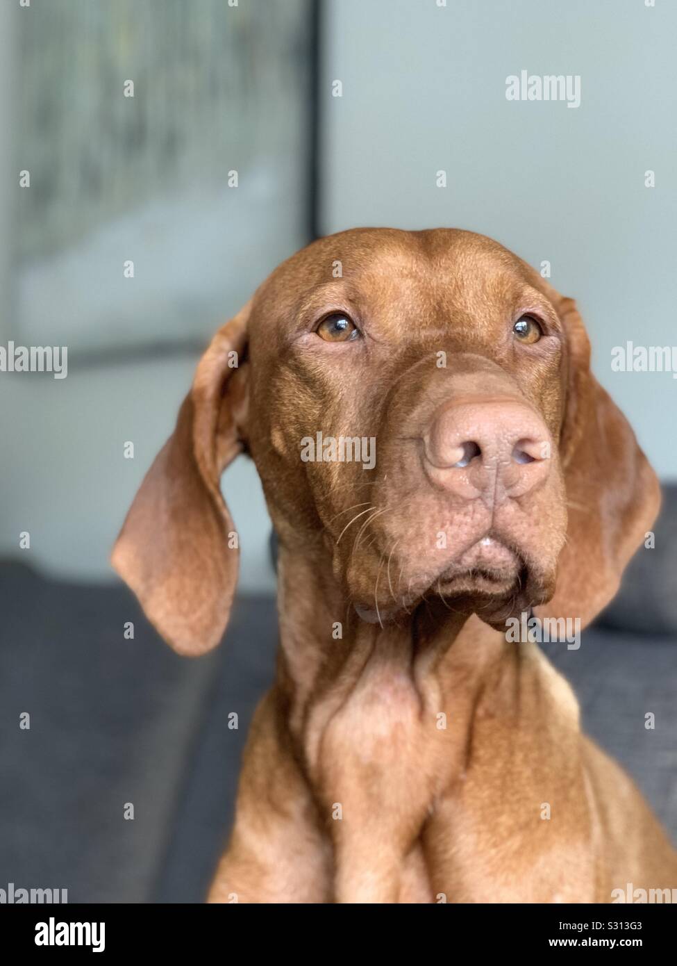 Vizsla Stockfoto