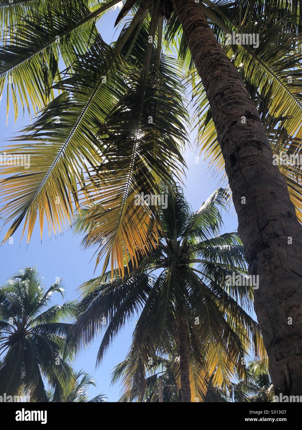 Palmen und blauem Himmel in Alagoas, Brasilien. Stockfoto