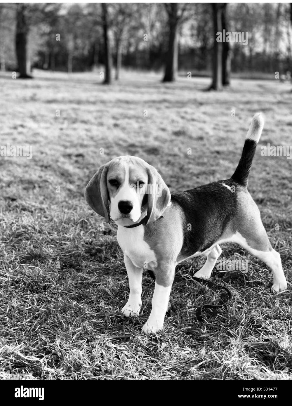 Beagle schwarz weiß