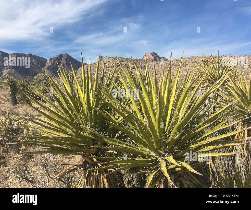 Kaktus Landschaft Blue Diamond Wüste Stockfoto