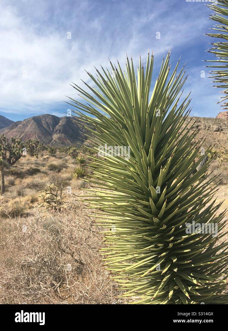 Von Blue Diamond Desert Trail Cactus Stockfoto