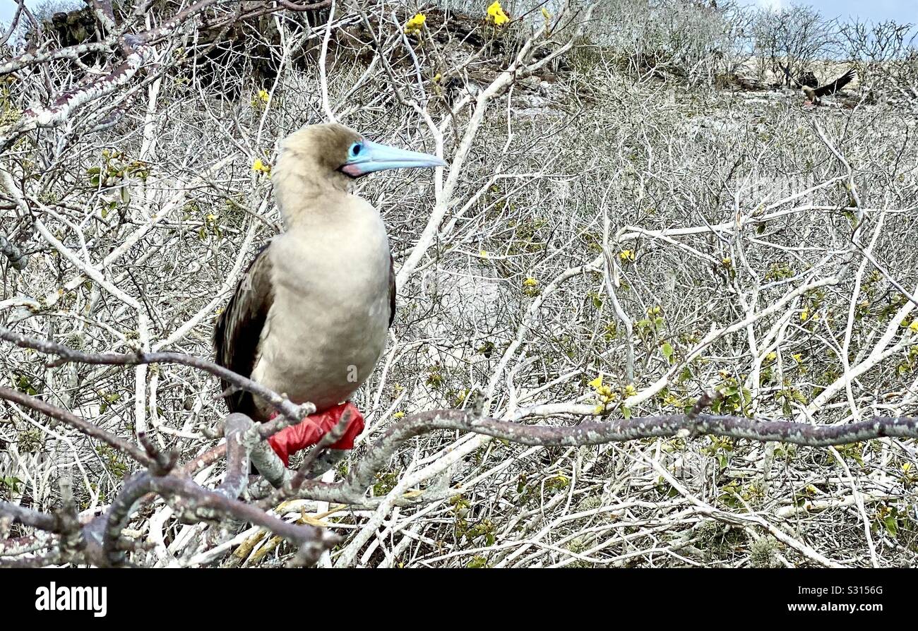 Red-footed Boobie auf Genovesa Insel in der Galápagos-Inseln. Stockfoto