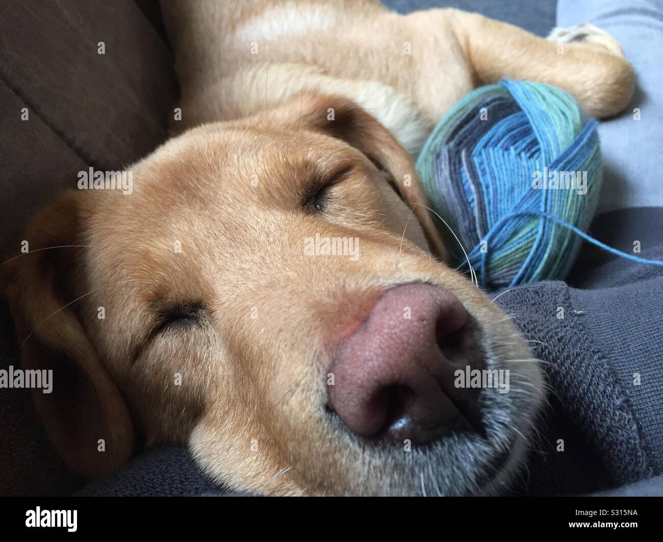 Schlafende Hund mit Wolle Stockfoto