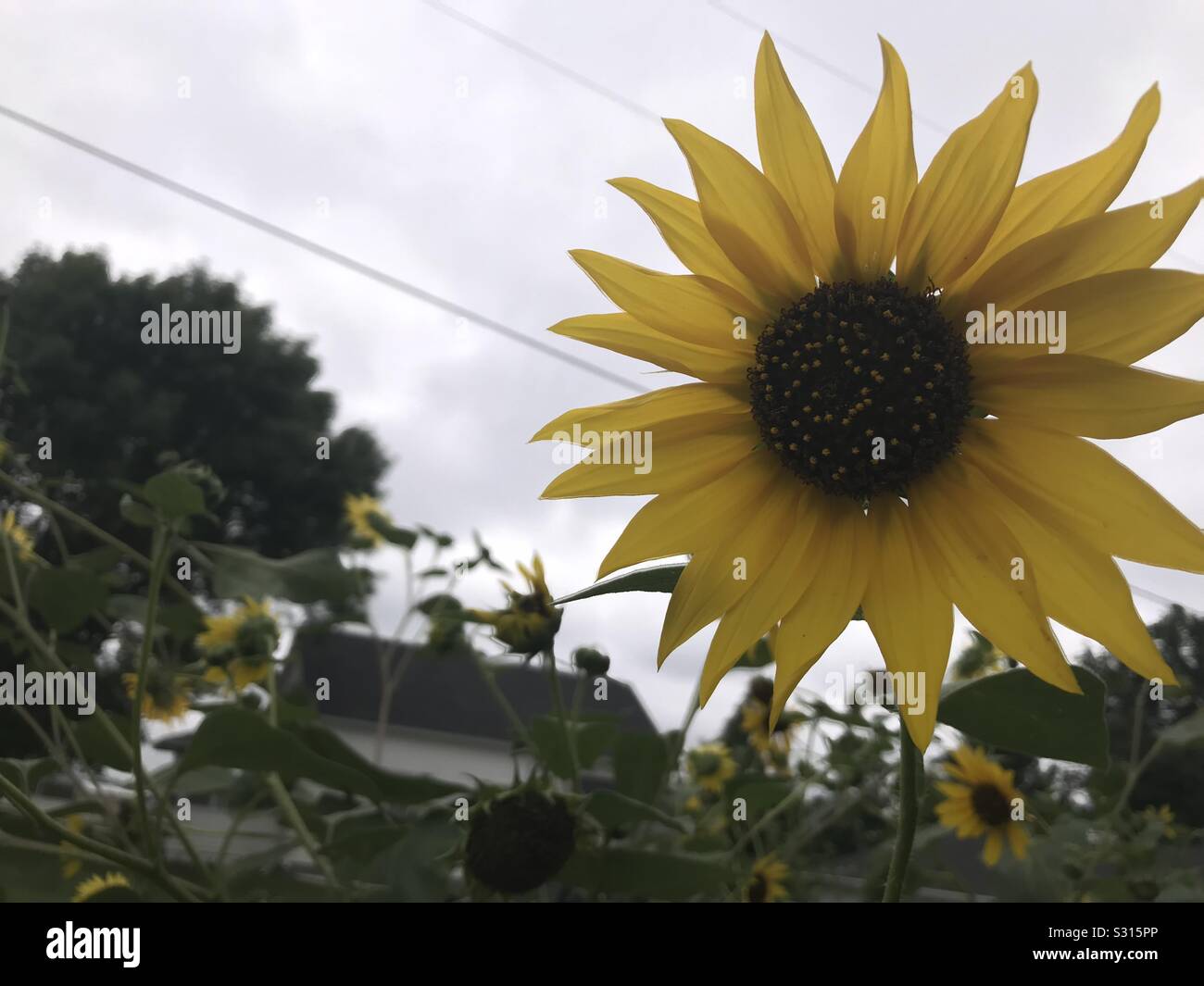 Sonnenblumen mit keine Sonne, wie ironisch 😘 Stockfoto