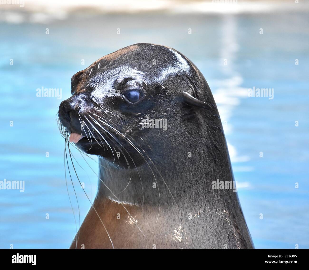 Die Dichtung leckt seine Zunge heraus Stockfoto