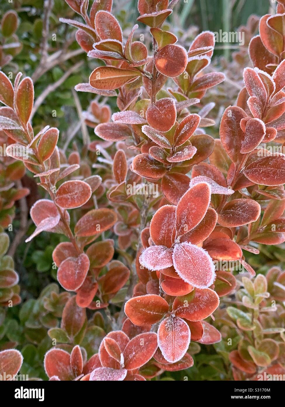 Spätherbst und frühen Winter. Ein Abstauben von Frost auf rote Blätter. Stockfoto