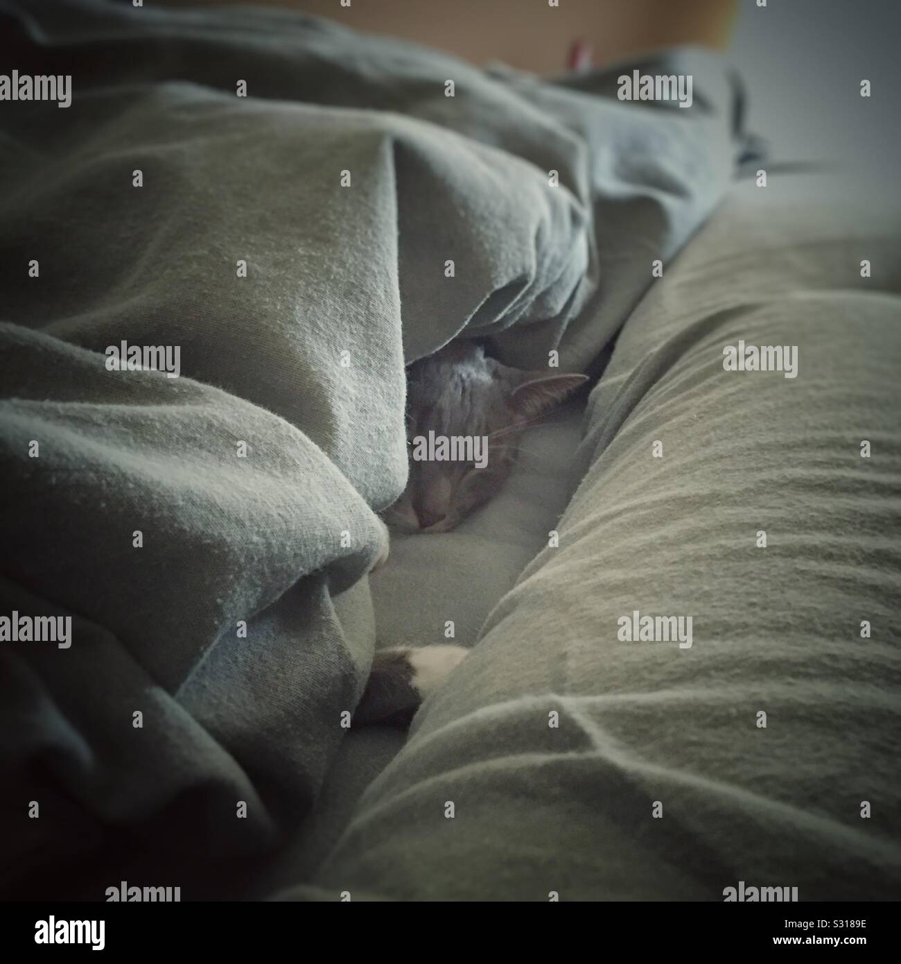Katze schläft unter Bettdecken Stockfoto