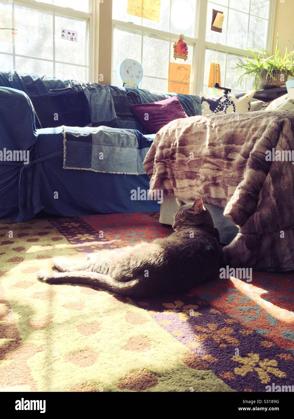 Katze Sonne in seinem Haus. Stockfoto
