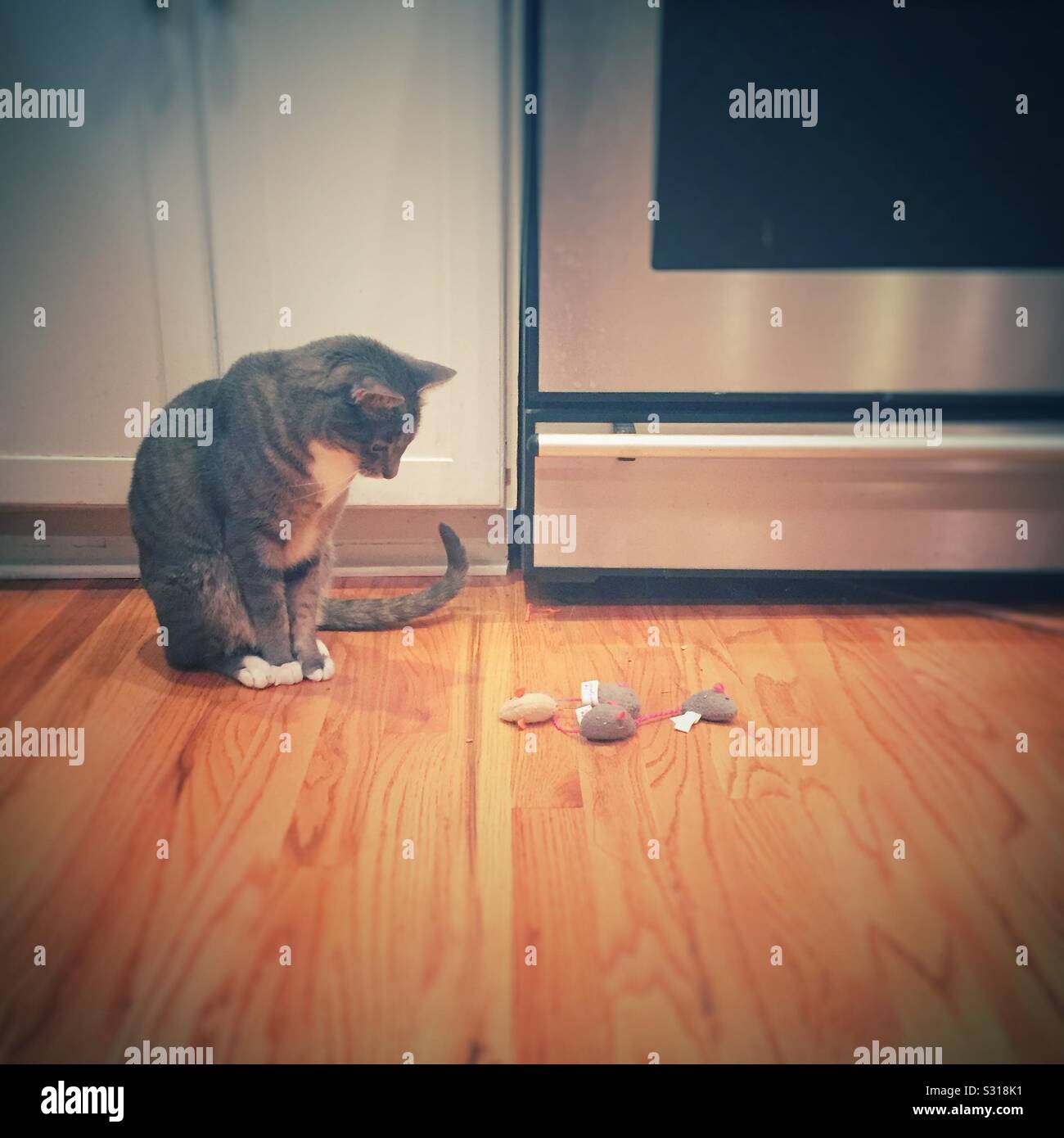 Die Katze schaut auf alle seine Spielzeug Mäuse. Stockfoto
