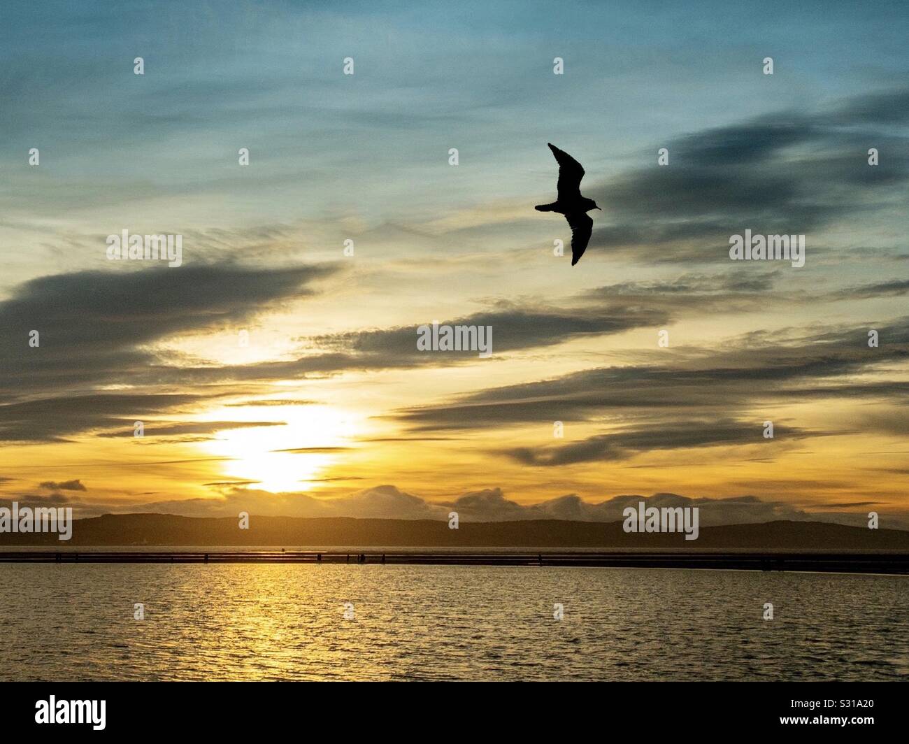Silhouette eines Vogels bei Sonnenuntergang an der Küste. Sonne am Strand von West Kirby, Küste von Wirral. Möwe im Flug - Smartphone-aufgenommenes Stockfoto