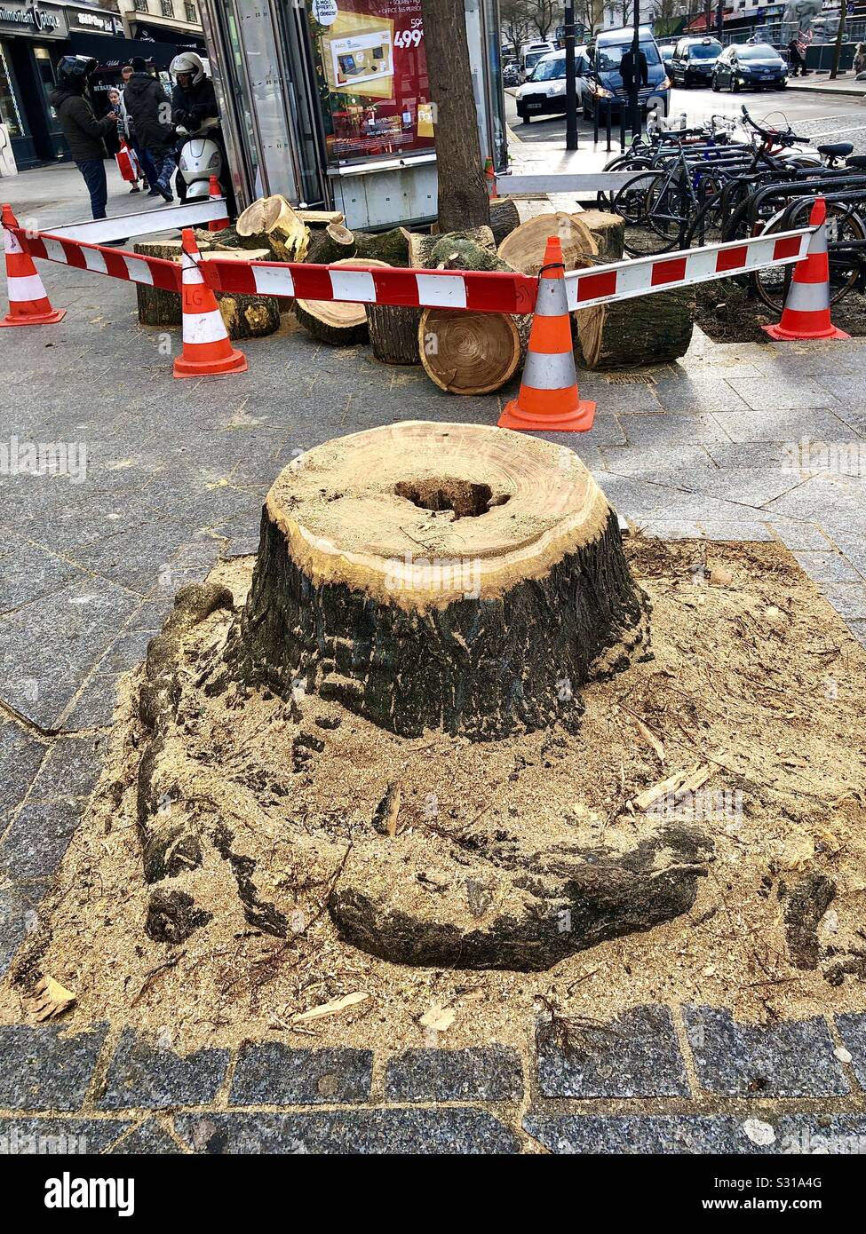 Stumpf von erkrankten Baum schneiden unten auf Paris Boulevard, Paris, Frankreich. Stockfoto