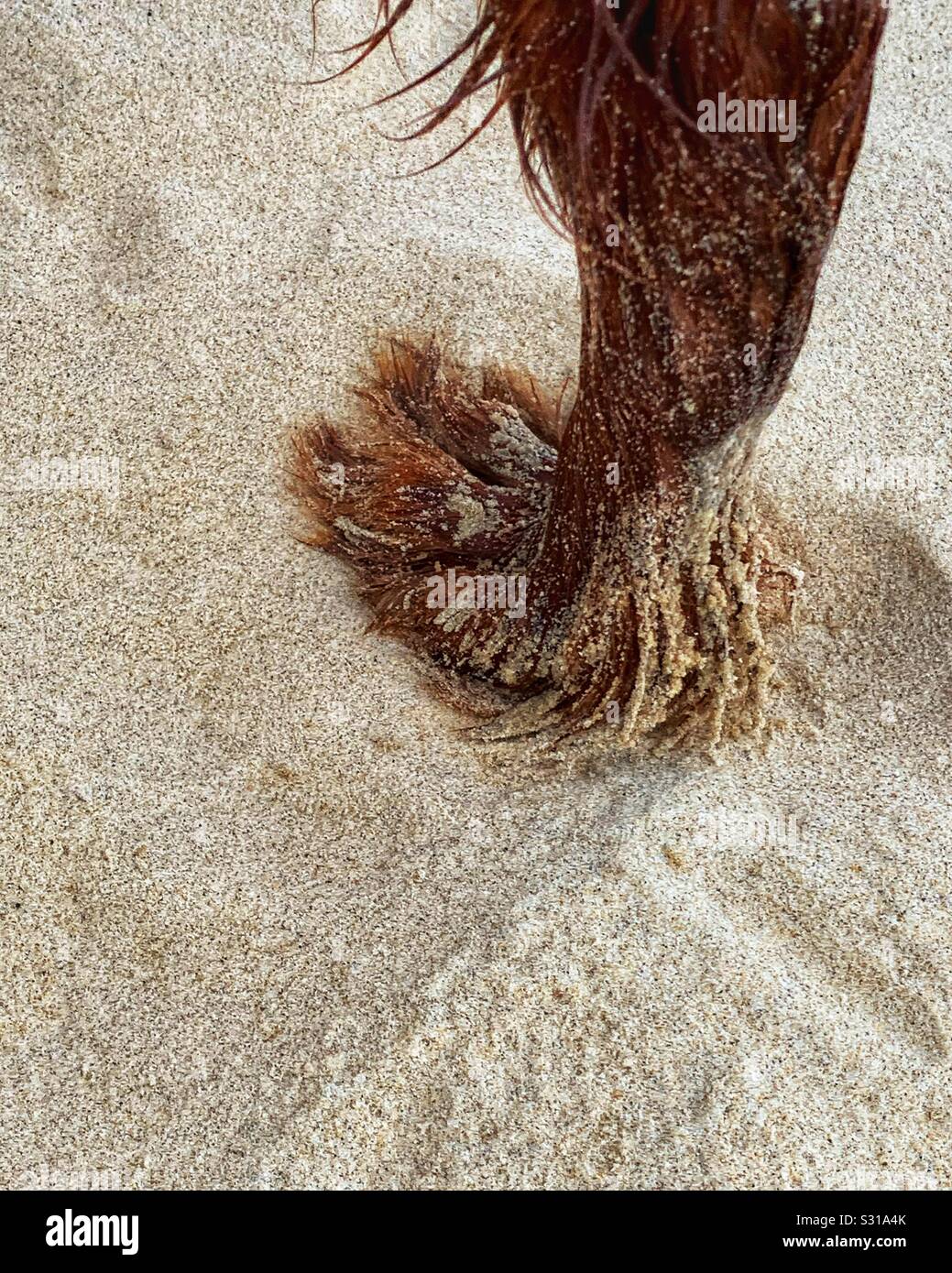 Die sandige, haarige Pfote eines roten Setter-Hundes, der am Strand einen Pfotenabdruck macht - Smartphone-aufgenommenes Stockfoto