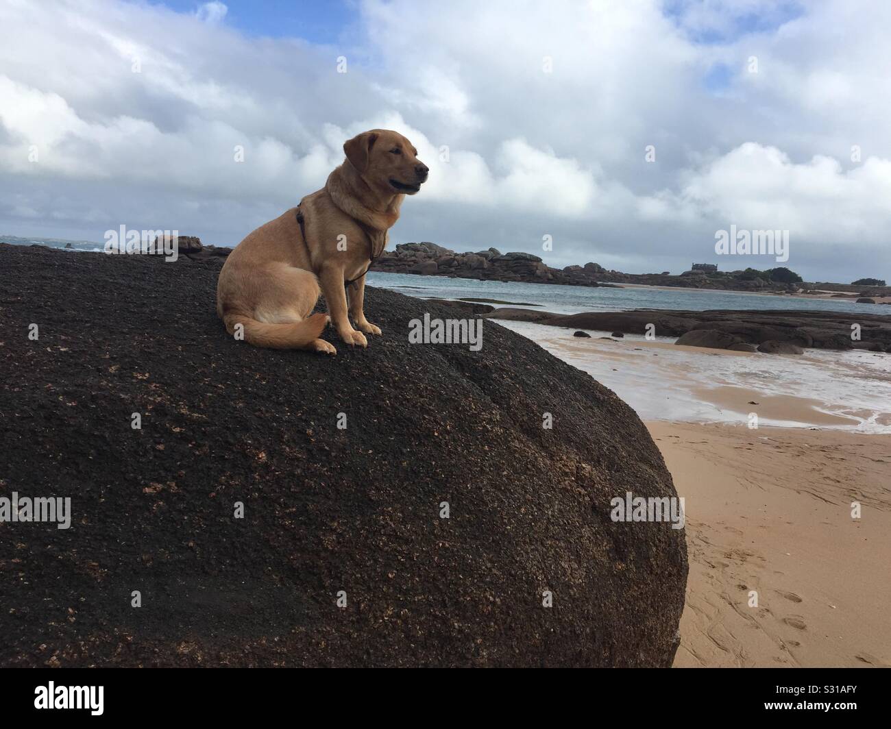 Hund auf einem Felsen Stockfoto