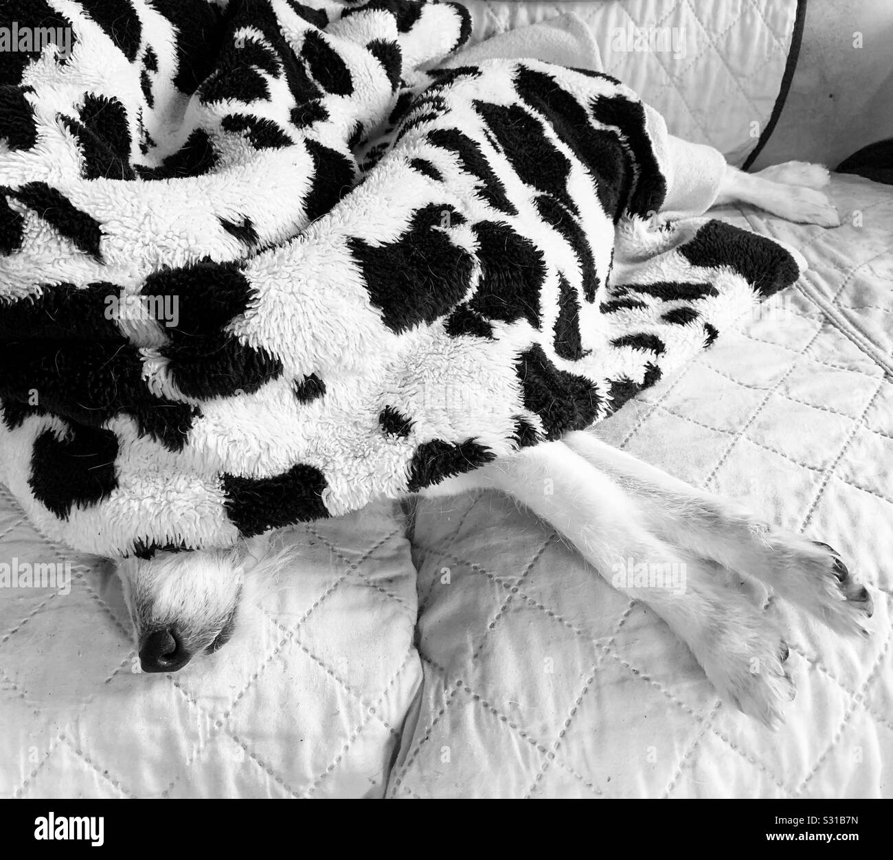 Weiß Jack Russell Terrier unter Kuh gemusterte Decke schlafen Stockfoto