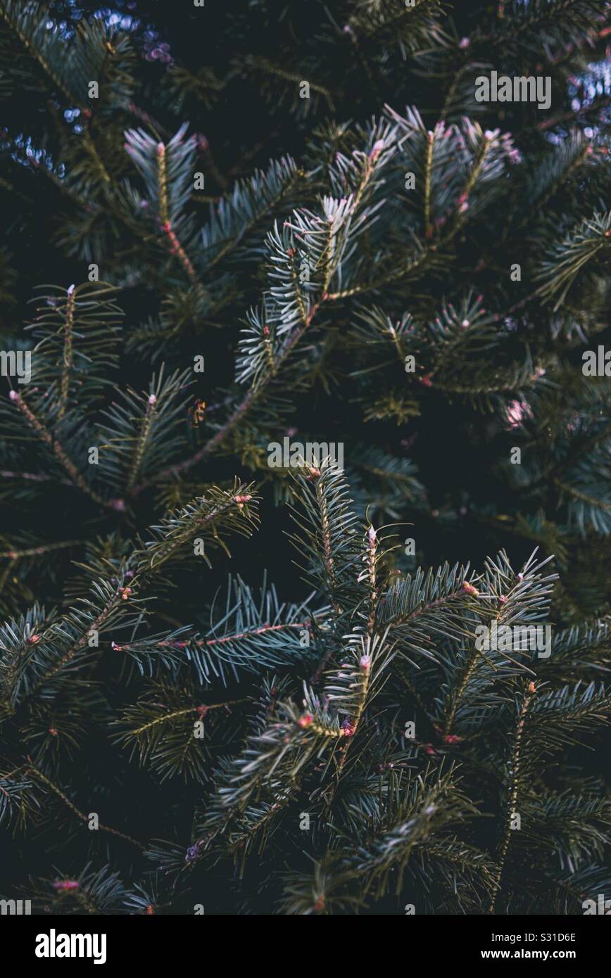 Weihnachtsbaum. Stockfoto