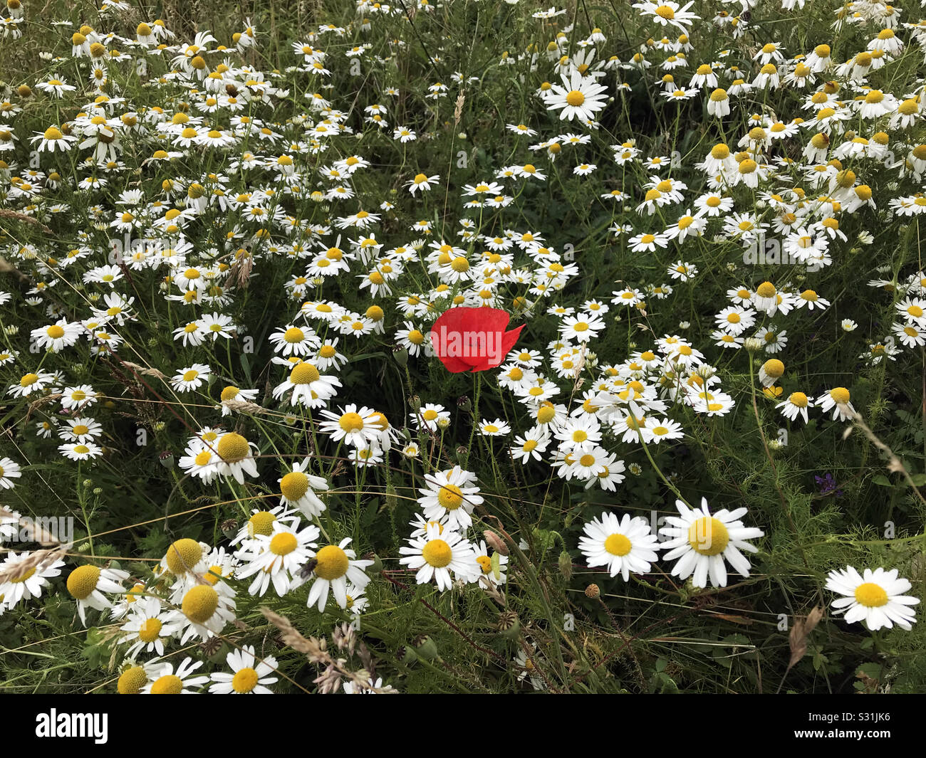 Wilde Gänseblümchen, Mohnblumen in Wiesen. Englische Waldwege. - Smartphone-aufgenommenes Stockfoto