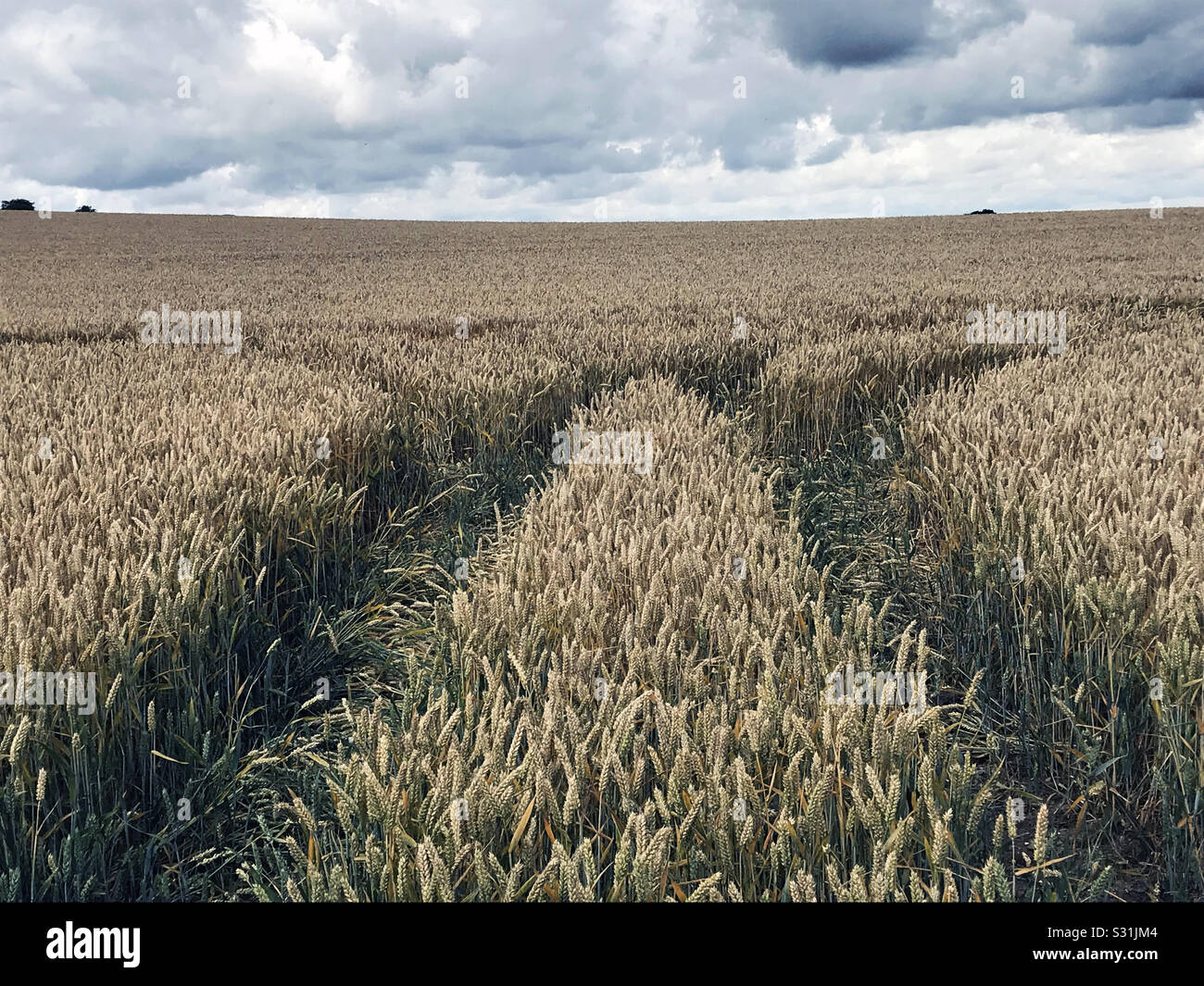 Wege durch das Weizenfeld reißen. - Smartphone-aufgenommenes Stockfoto