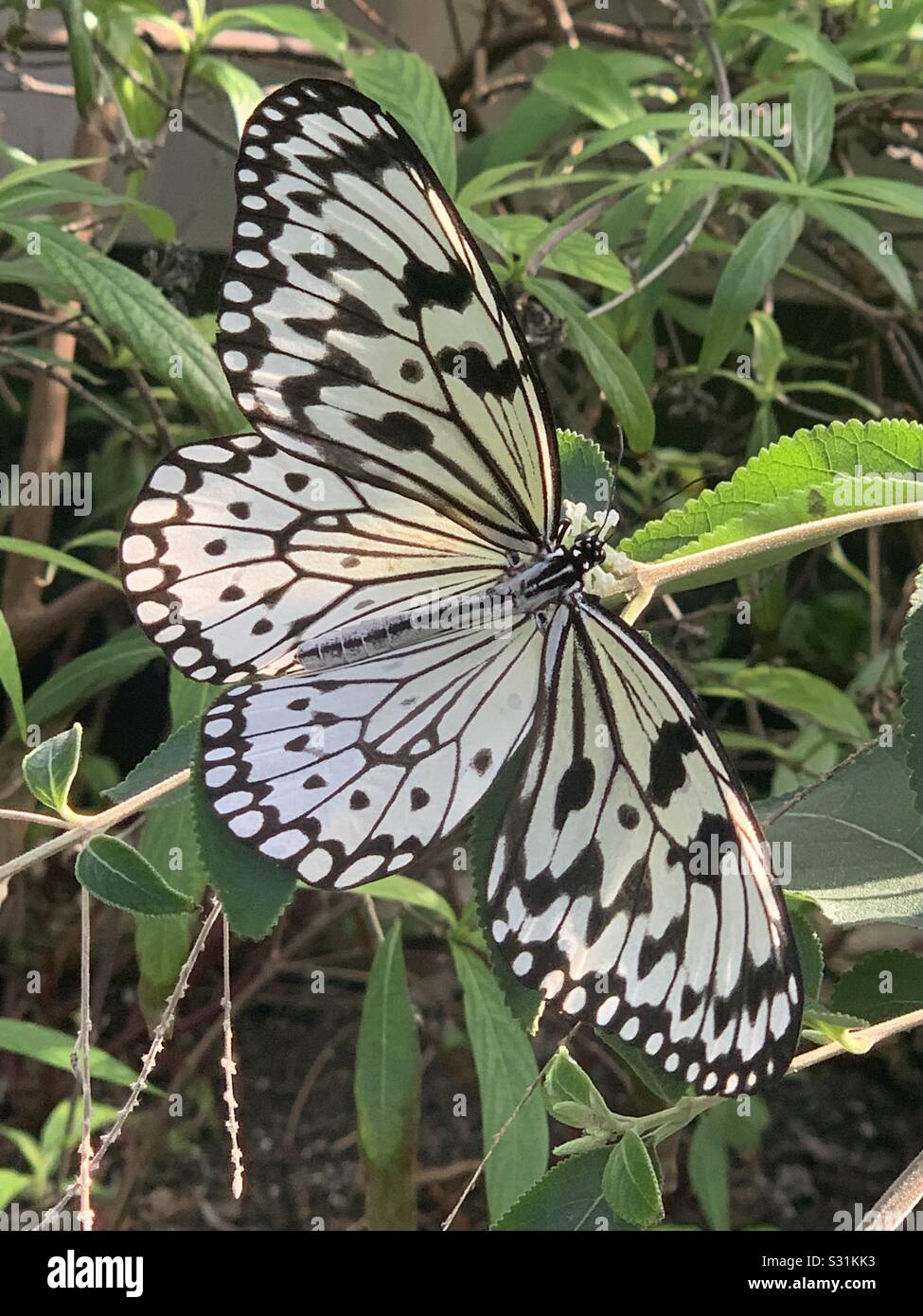 Schöner schmetterling Fotos und Bildmaterial in hoher Auflösung Alamy