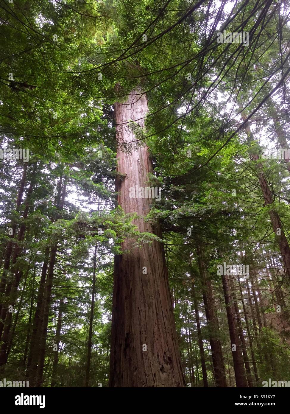 California Redwoods at Trees of Mystery. Stockfoto