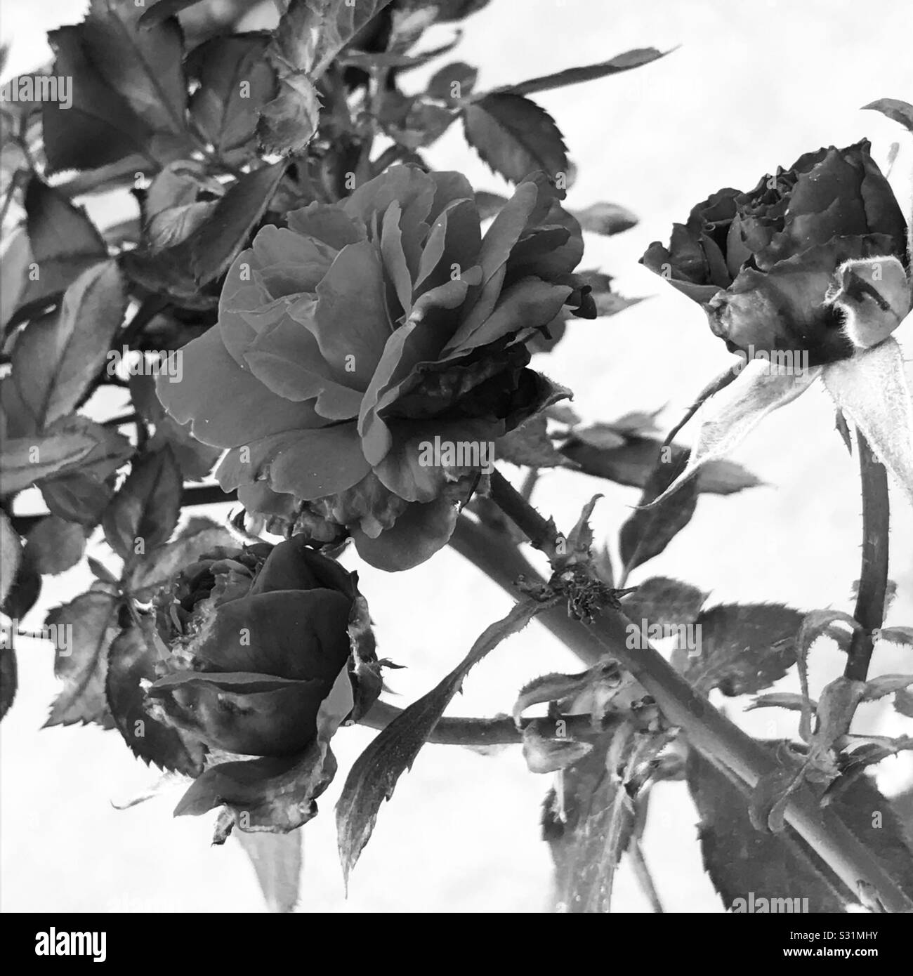 Schwarz-weißer Pic von Zuhause schöne Nelke rote Rosen blühen in meinem Garten in indien, Samtrosen, Rosenknospe Stockfoto