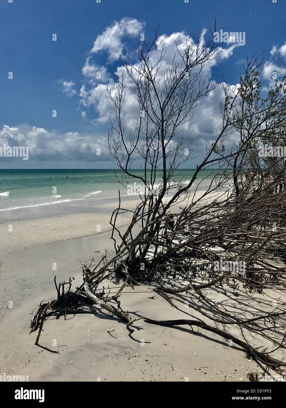 Strand-Baum Stockfoto