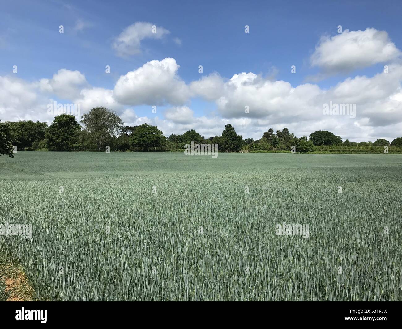 Sommer grün Weizenfeld und blauer Himmel South Downs England. - Smartphone-aufgenommenes Stockfoto