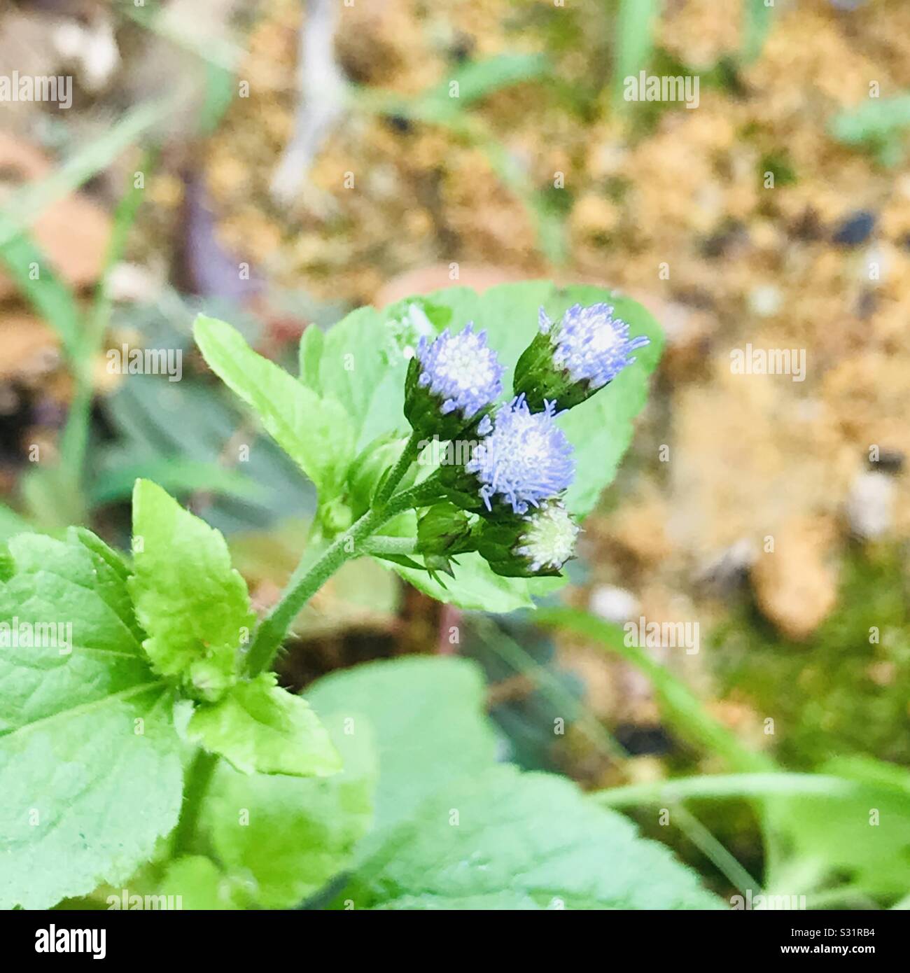 Chromolaena odorata aka kommunistischen Pacha, Violett Blumen Stockfoto