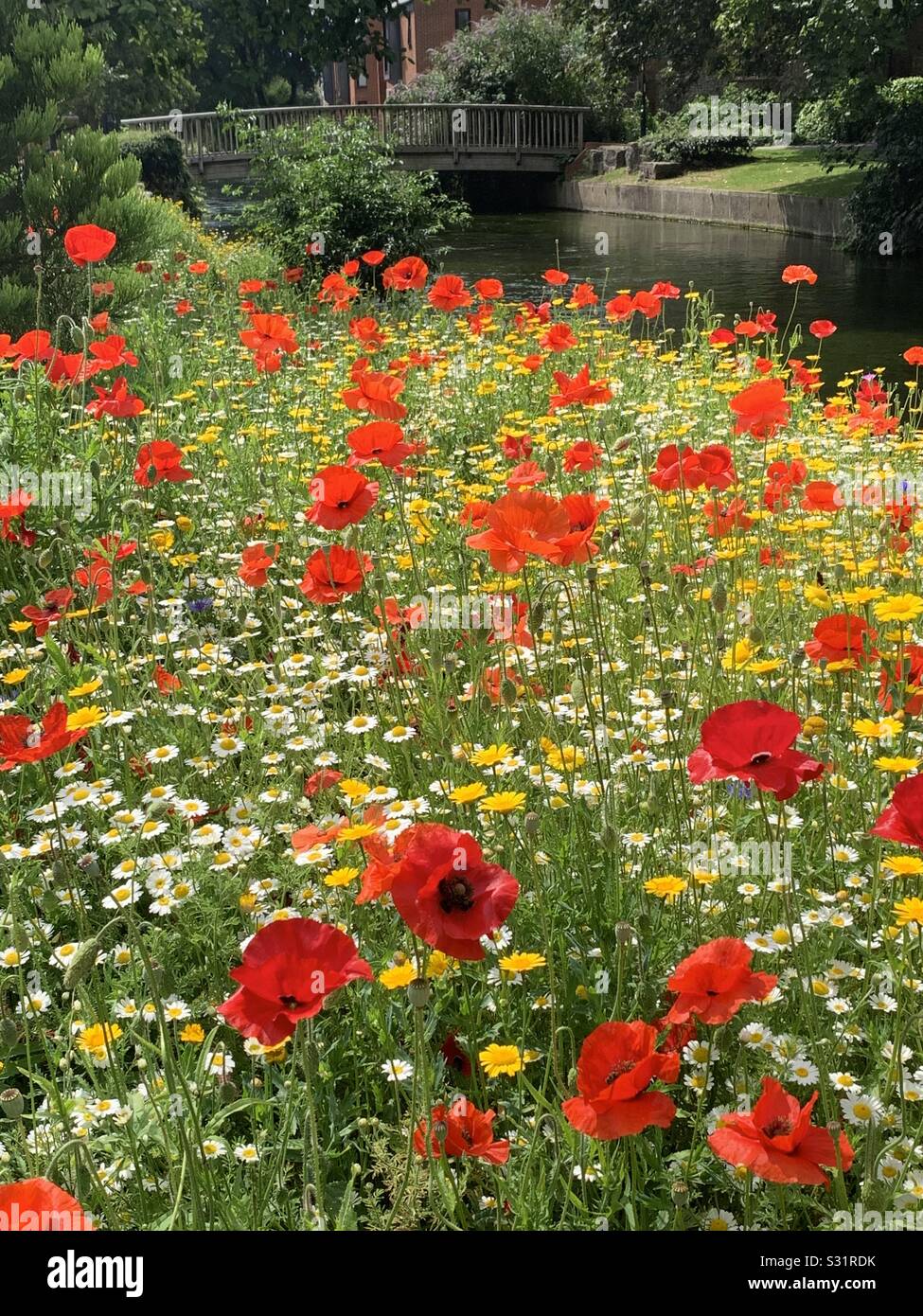 Mohnblumen und wilde Blumen von einem Fluss - Smartphone-aufgenommenes Stockfoto