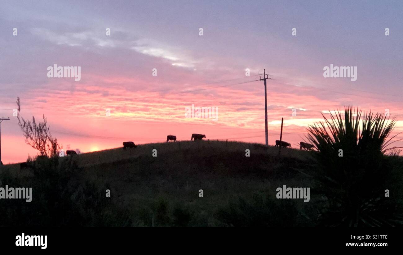 Sonnenuntergang Neuseeland Kuh Silhouette Stockfoto