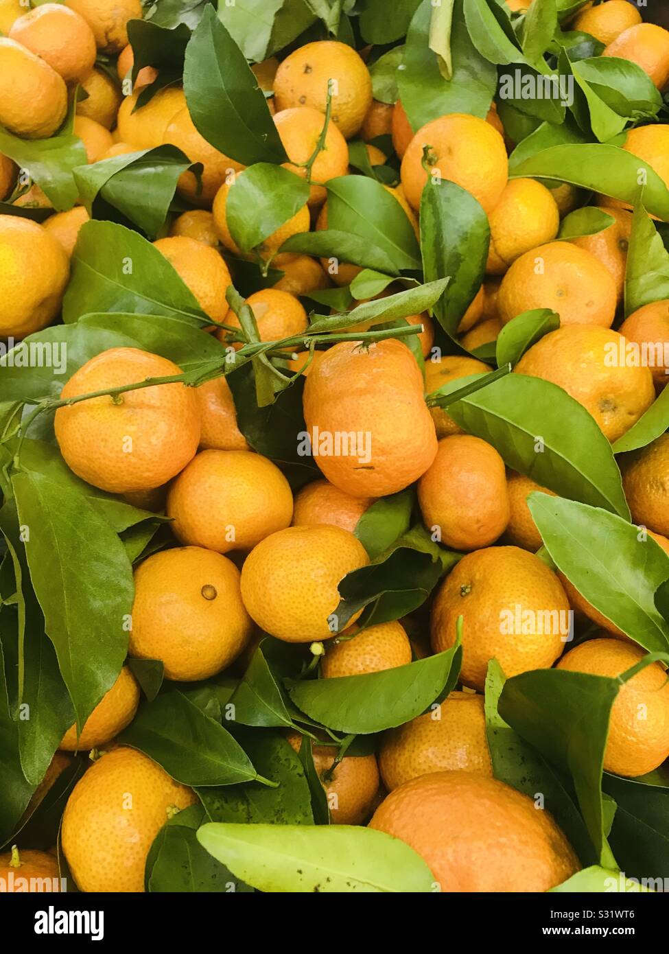 Mandarinen Ina Korb für Verkauf, Symbol des chinesischen neuen Jahres Stockfoto