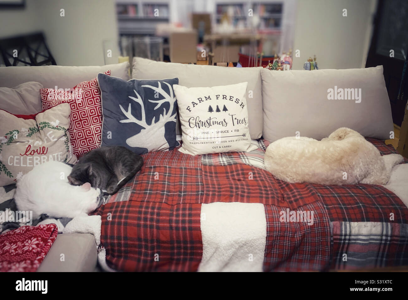Haustiere Nickerchen auf der Couch. Stockfoto