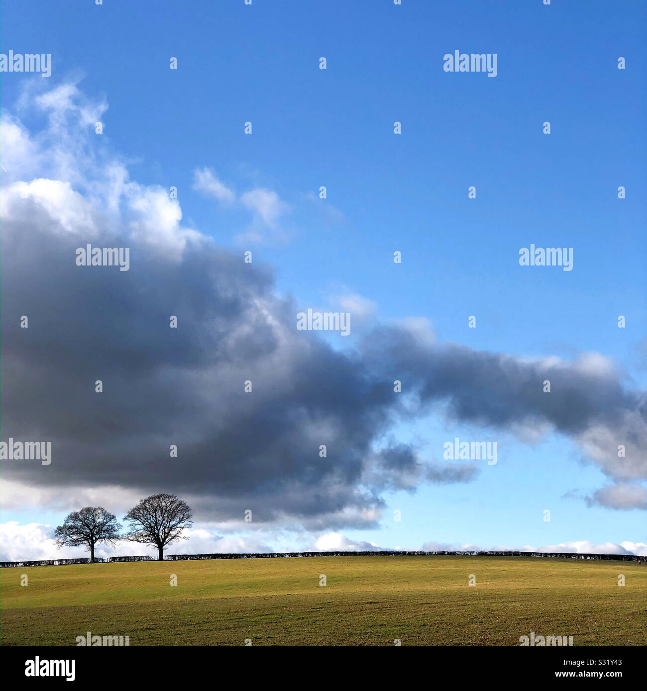 Zwei Bäume Stockfoto
