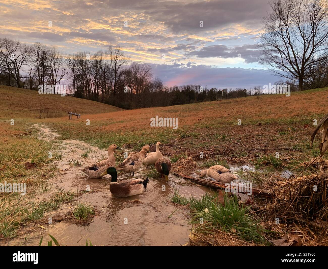 Enten auf einem Tennessee Farm bei Sonnenuntergang Stockfoto