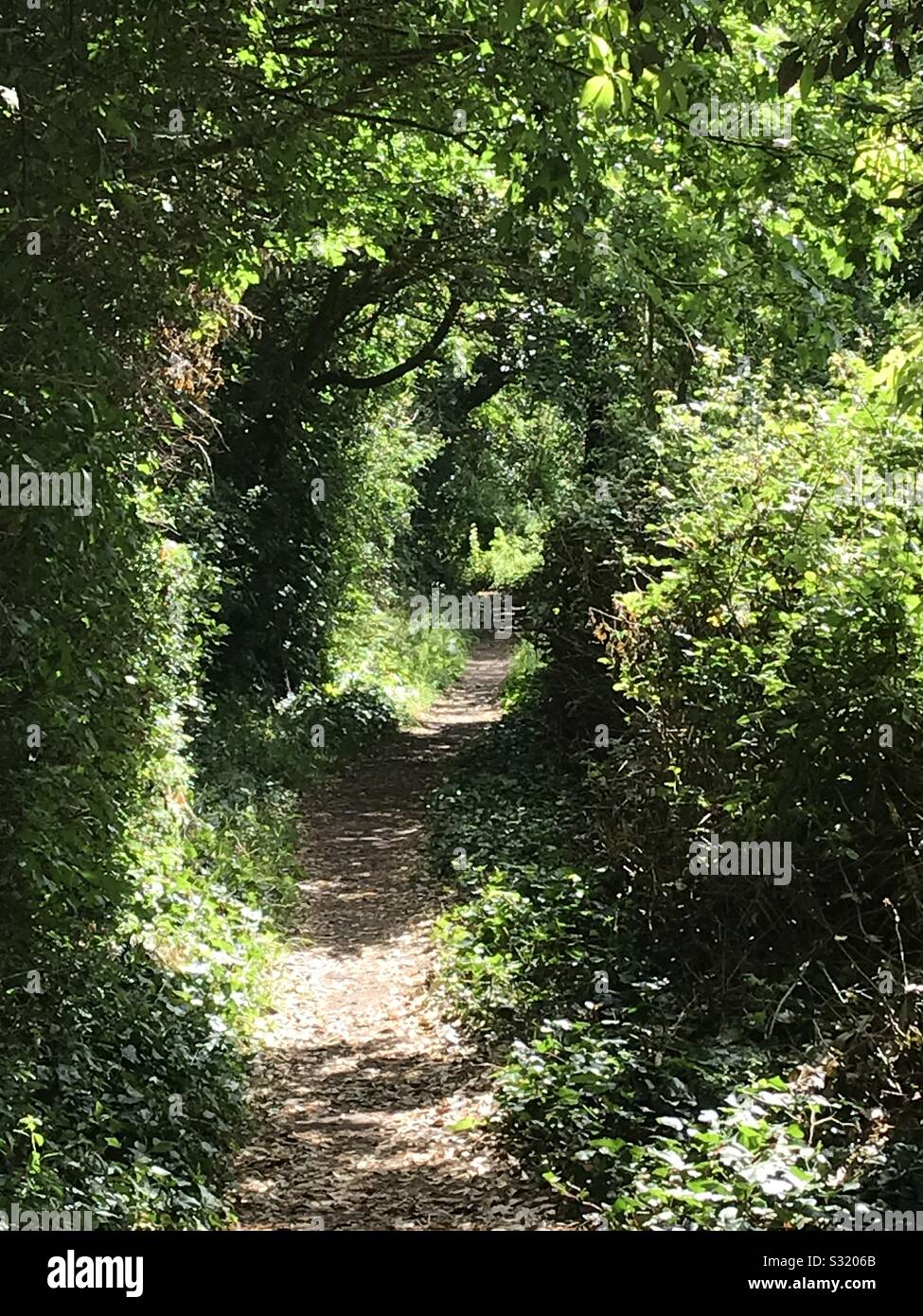 Woodland Weg durch überhängende Bäume. Englische Landschaft Spaziergänge. Stockfoto