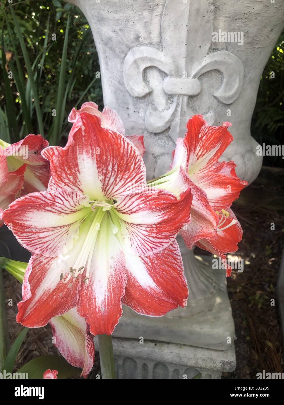 Schöne Blume und urn - Smartphone-aufgenommenes Stockfoto