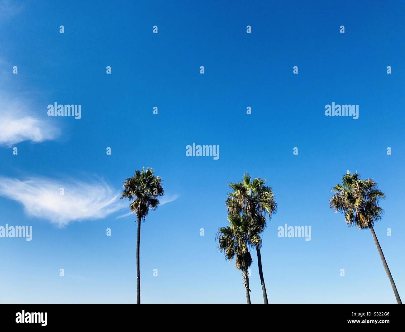 Vier Palmen und blauer Himmel. Manhattan Beach, Kalifornien, USA. Stockfoto