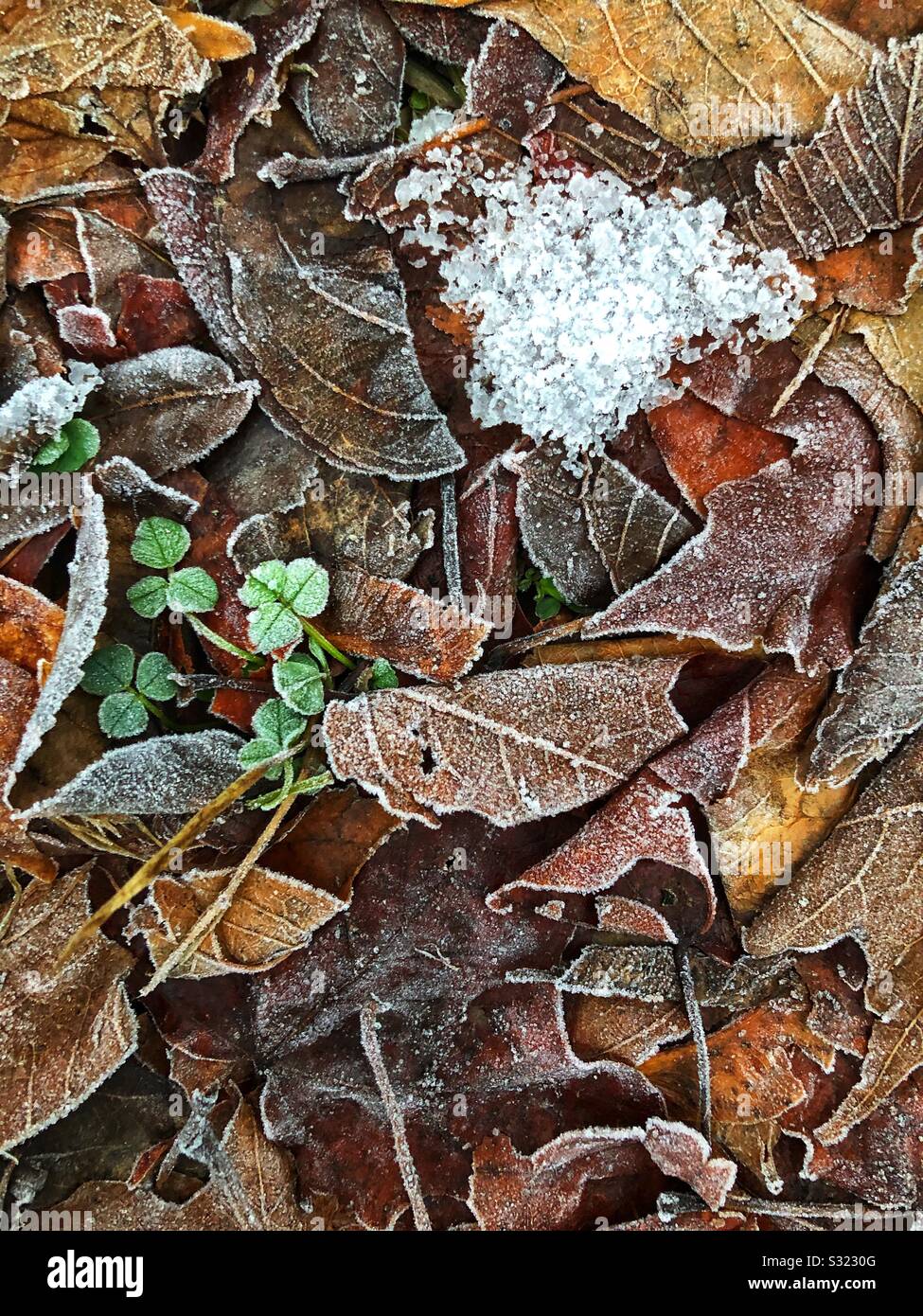 Frost bedeckt Laub auf dem Boden Stockfoto