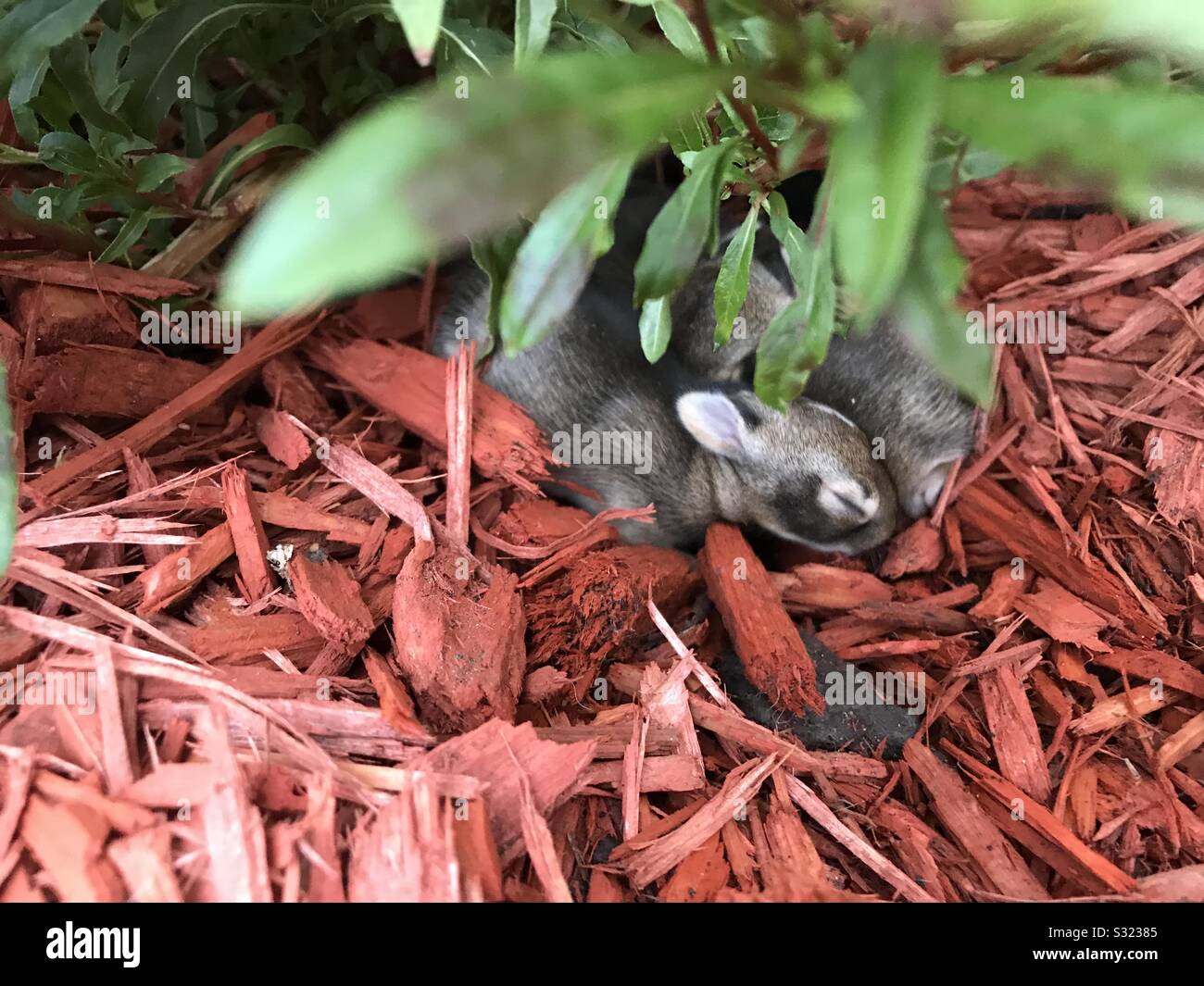 Baby Bunnies Stockfoto