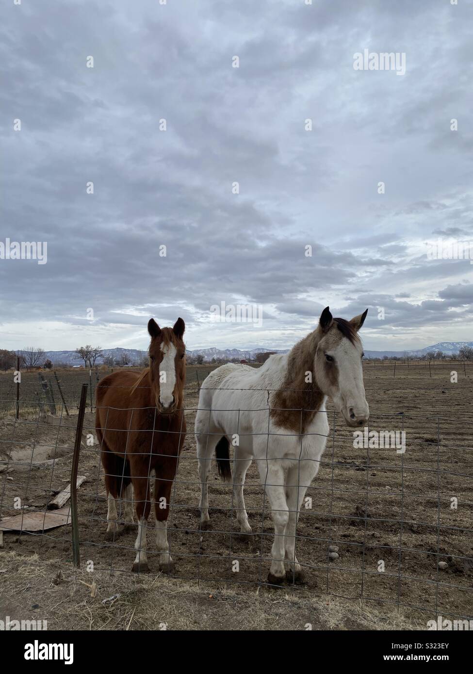 Pferde in Grand Junction, Colorado Stockfoto