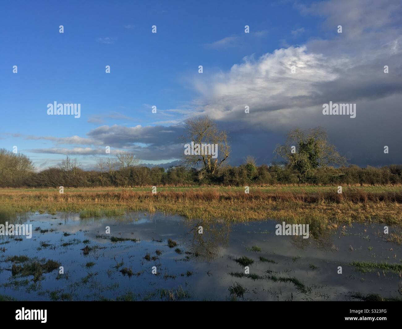 Flut Wiese im Tal bei Tednambury Stort in der Nähe von Bishops Stortford Hertfordshire Stockfoto