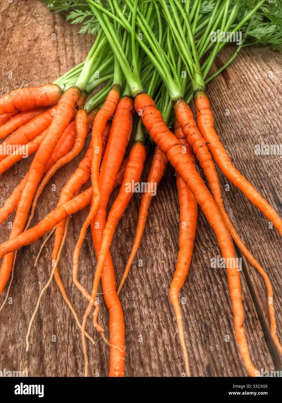 Karotten aus dem Garten Stockfoto