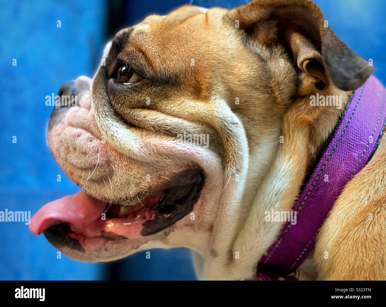 Bogart der Bulldog - Smartphone-aufgenommenes Stockfoto