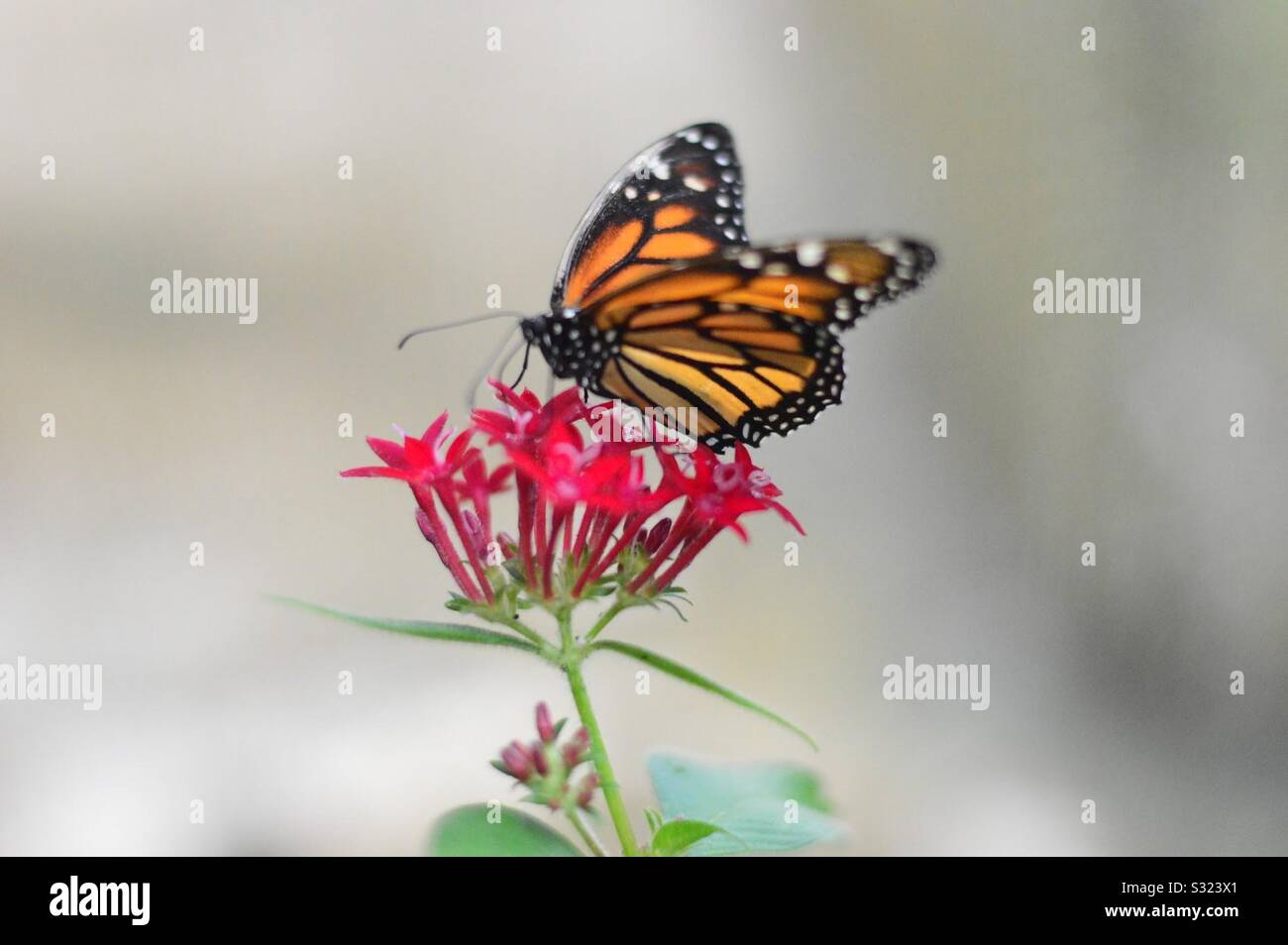 Schmetterling und Blume Stockfoto