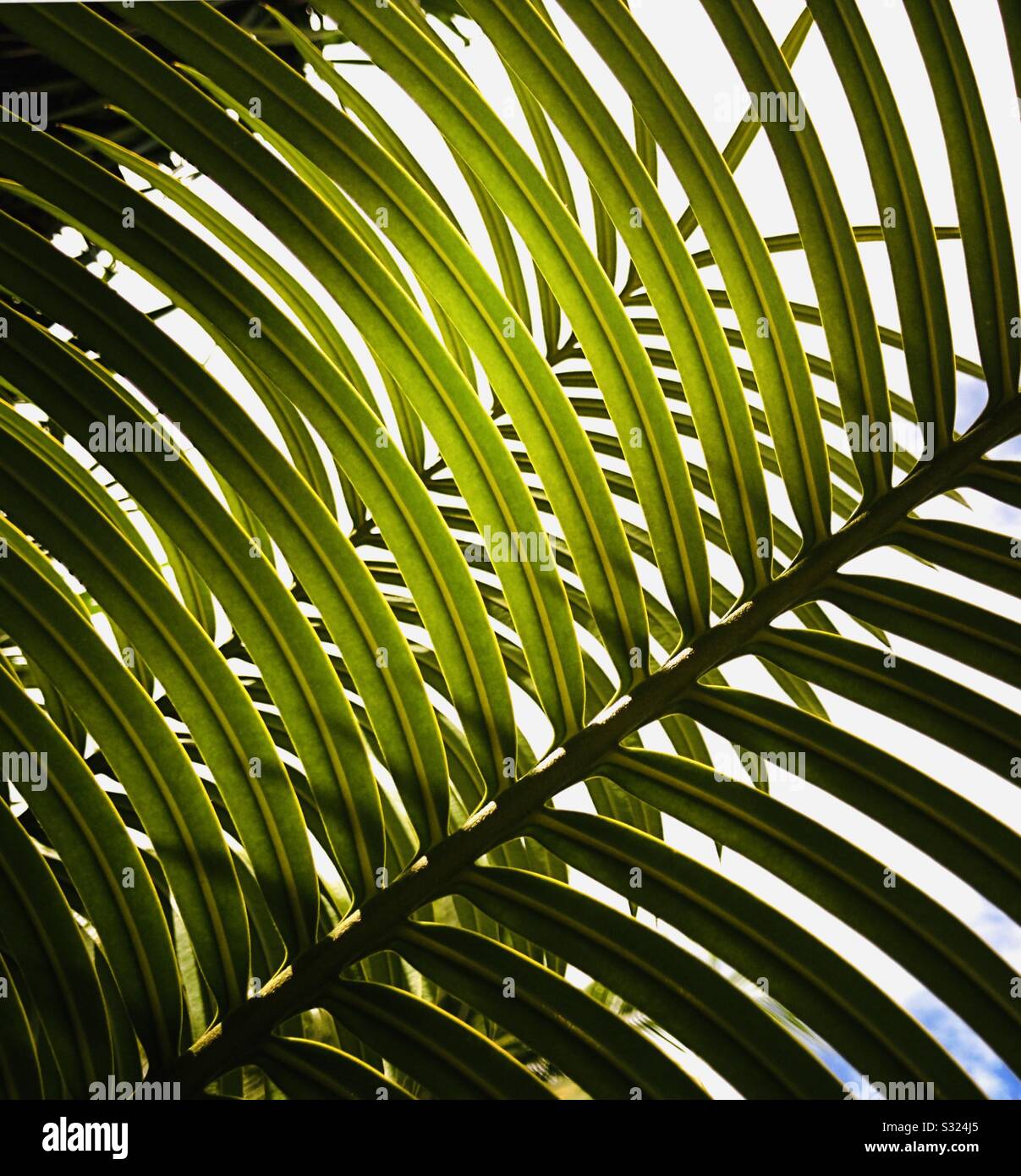 Unter tropischen Palmenpflanzen. Stockfoto