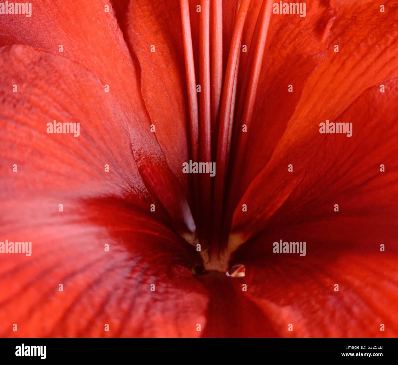 Der rote Hibiskus blüht dicht auf - Smartphone-aufgenommenes Stockfoto
