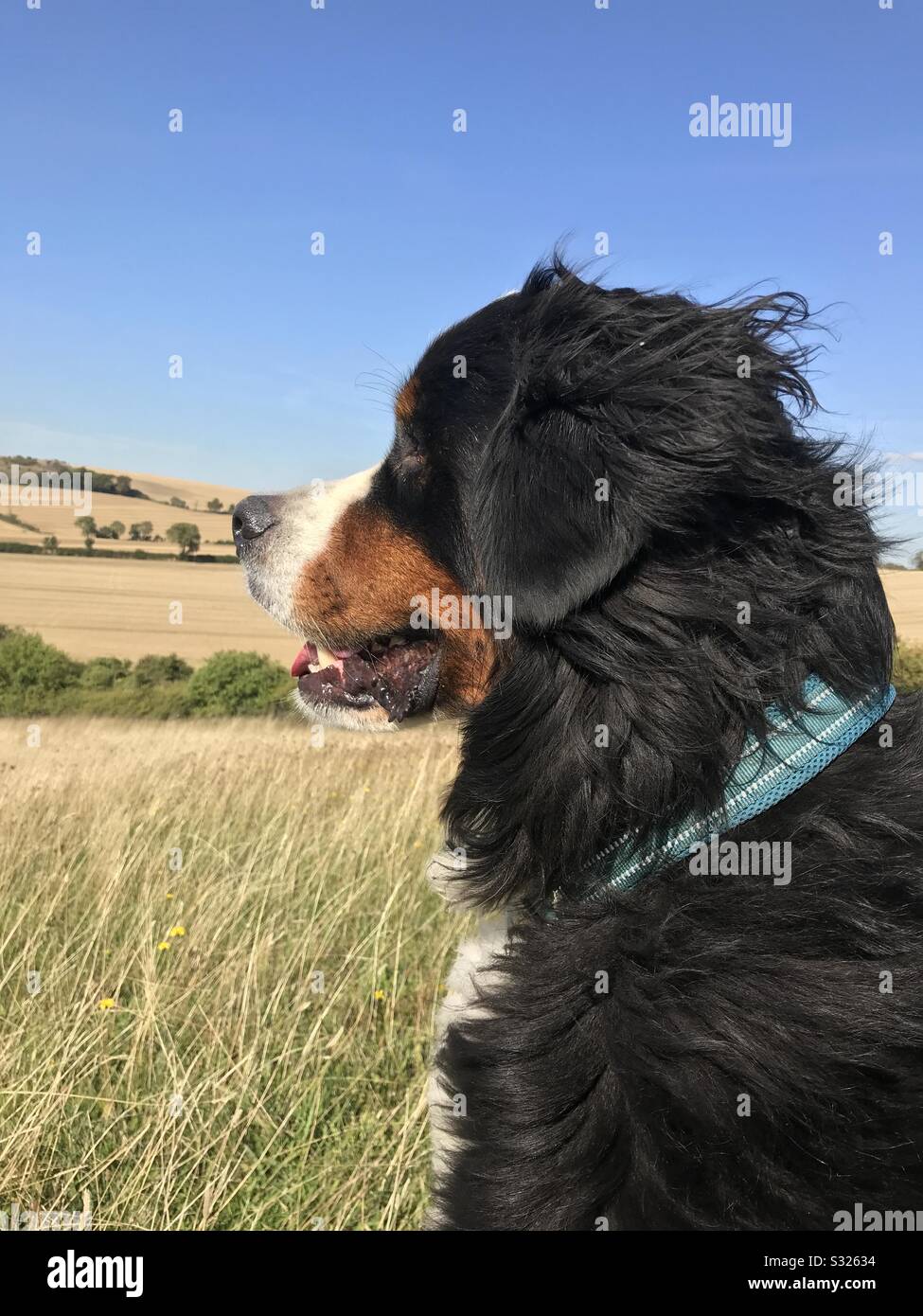 Kopf und Schultern eines Berner Berghundes, der über offene Felder blickt, an einem hellen, sonnigen Tag. Stockfoto