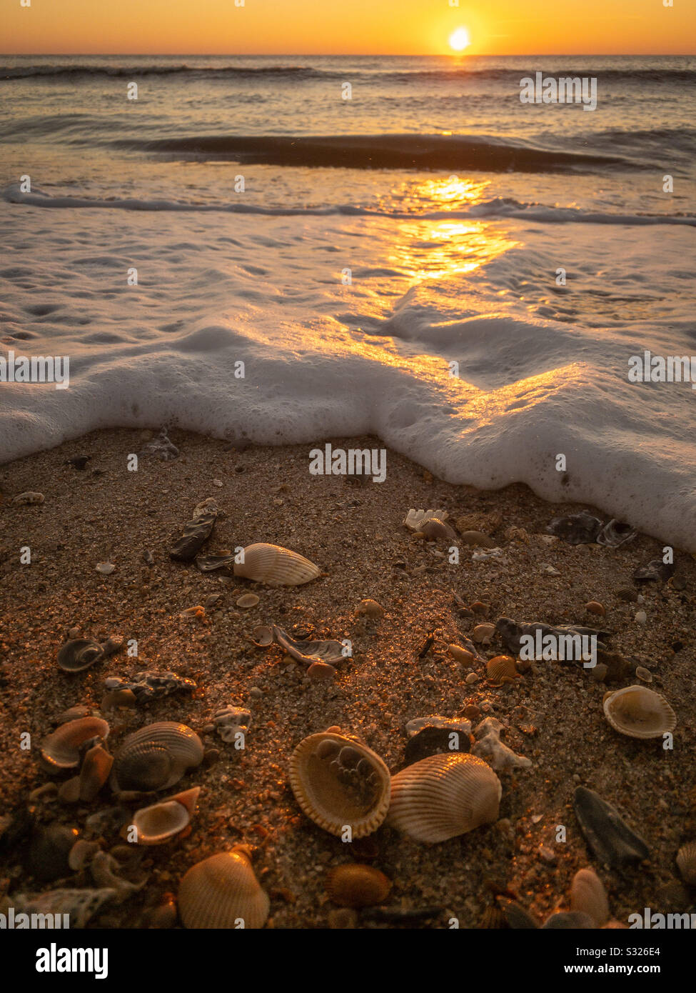 Sonnenaufgang am Strand und Muscheln mit schäumender Brandung auf Amelia Island, Florida, USA. Stockfoto